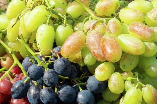 Необычные сорта винограда, полученные путем селекции. - Sputnik Молдова