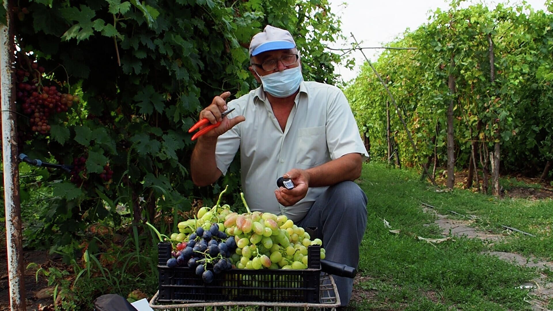 Иван Цуркан - селекционер из Молдовы, создавший уникальные сорта винограда - Sputnik Молдова, 1920, 22.08.2021