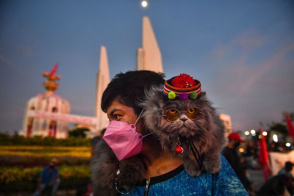 Кошка на плече протестующего во время демонстрации, призывающей к отставке премьер-министра Таиланда в Бангкоке. - Sputnik Молдова
