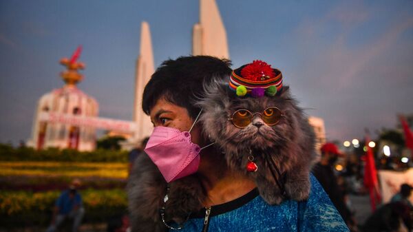 Кошка на плече протестующего во время демонстрации, призывающей к отставке премьер-министра Таиланда в Бангкоке - Sputnik Молдова