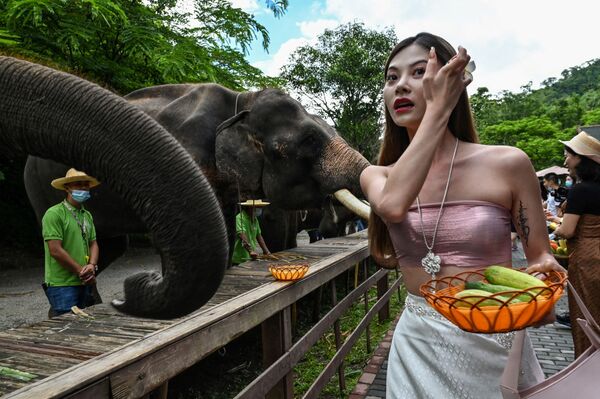 Девушка кормит слонов в Долине диких слонов, природном заповеднике для диких слонов, в провинции Юньнань на юго-западе Китая. - Sputnik Молдова
