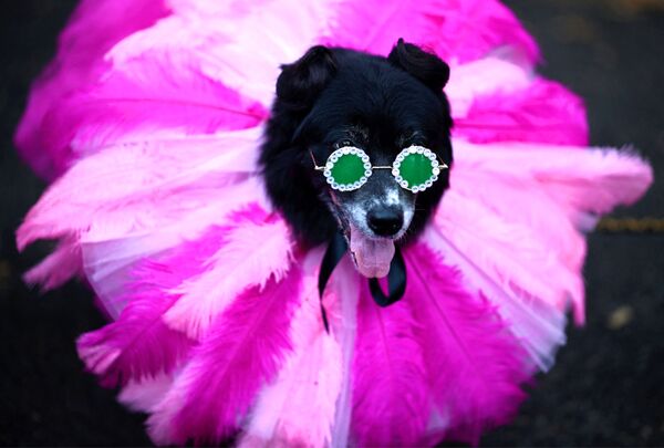 Участник ежегодного Хэллоуин-парада собак в Нью-Йорке. - Sputnik Молдова