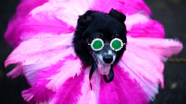 Участник ежегодного Хэллоуин-парада собак в Нью-Йорке  - Sputnik Молдова