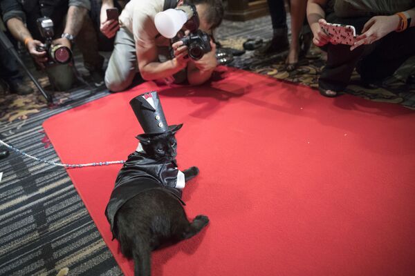Кот Мерлин на красной ковровой дорожке во время показа кошачьей моды в отеле Algonquin в Нью-Йорке. - Sputnik Молдова