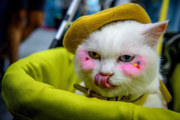 Разноглазая кошка на выставке в Бангкоке. - Sputnik Молдова