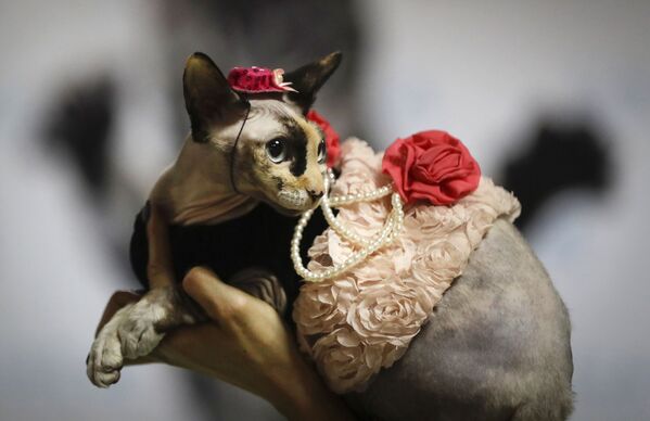 Женщина демонстрирует своего кота в модном костюме во время двухдневной выставки кошек в Минске, Белоруссия. - Sputnik Молдова