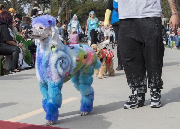 Собаки и их владельцы проходят по красной ковровой дорожке на ежегодном параде Haute Dog Howl&#x27;oween в Лонг-Бич, штат Калифорния. - Sputnik Молдова