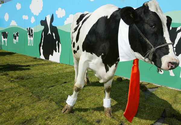 Корова демонстрирует галстук испанского дизайнера David Delfin в Сан-Себастьяне-де-лос-Рейес недалеко от Мадрида. - Sputnik Молдова