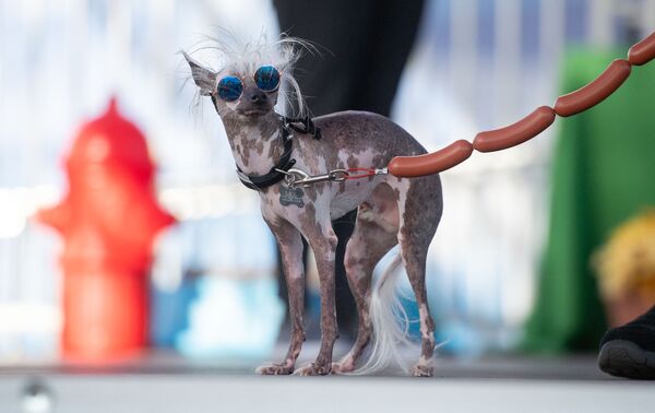 Собака по кличке Rascal Deux участвует в конкурсе &quot;Самая уродливая собака года&quot;, США. - Sputnik Молдова
