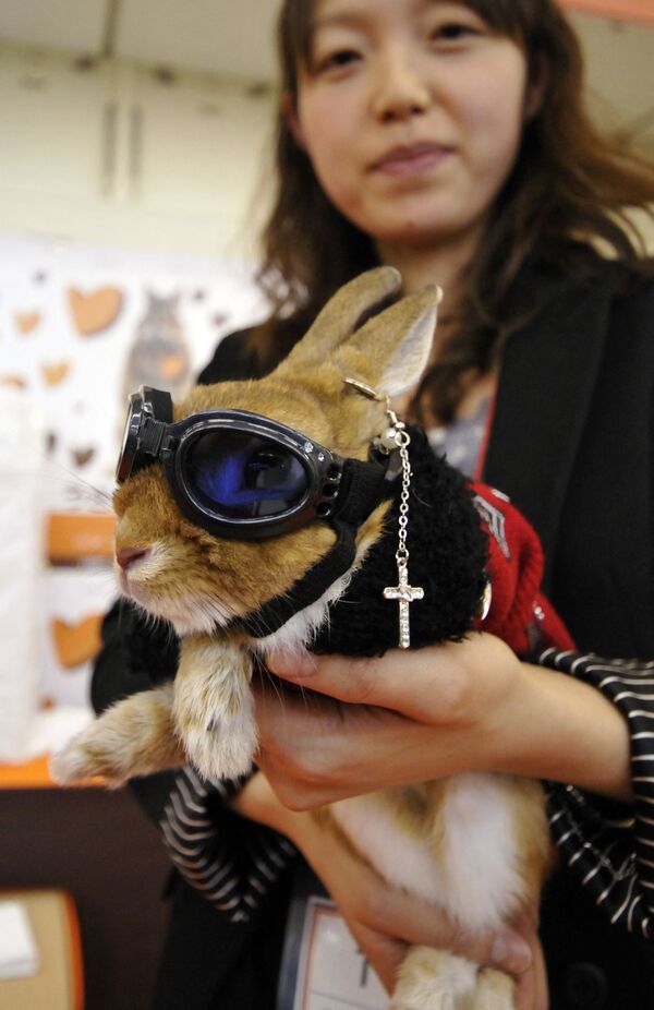 Хозяйка демонстрирует кролика в маскарадном костюме во время конкурса кроличьей моды в Rabbit Festa в городе Иокогама. - Sputnik Молдова