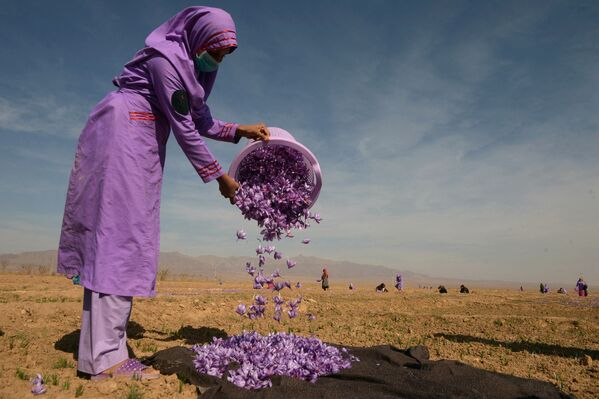 În această fotografie făcută pe 27 octombrie 2017, o femeie Afgană colectează flori de șofran după ce le-a cules într-un câmp de pe outskirt din Herat. - De ani de zile, Afganistanul a încercat să ofere agricultorilor alternative, cum ar fi culturile de fructe și șofranul, pentru a-i îndepărta de cultivarea macului-seva insurgenței talibane. Donatorii internaționali au cheltuit miliarde de dolari pe eforturile de combatere a narcoticelor din Afganistan în ultimul deceniu, inclusiv eforturile de a încuraja fermierii să treacă la alte culturi de numerar, cum ar fi șofranul. Dar aceste eforturi au arătat puține rezultate. - Sputnik Moldova-România