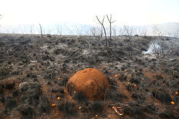 Муравейник на пепелище в нацпарке Бразилии после падения воздушного фонарика. - Sputnik Молдова