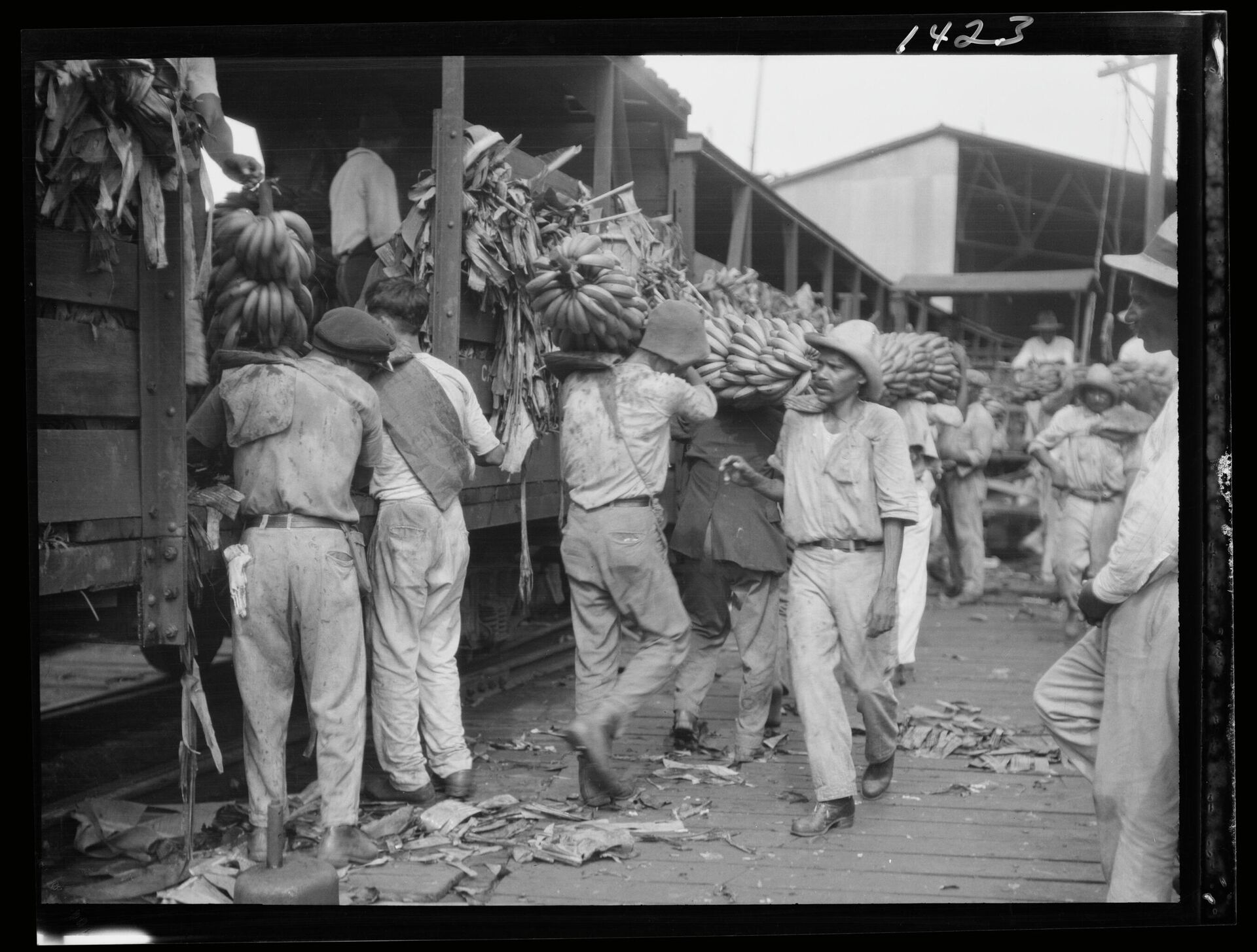 Рабочие разгружают бананы в Новом Орлеане в 1920-е годы - Sputnik Молдова, 1920, 02.09.2021
