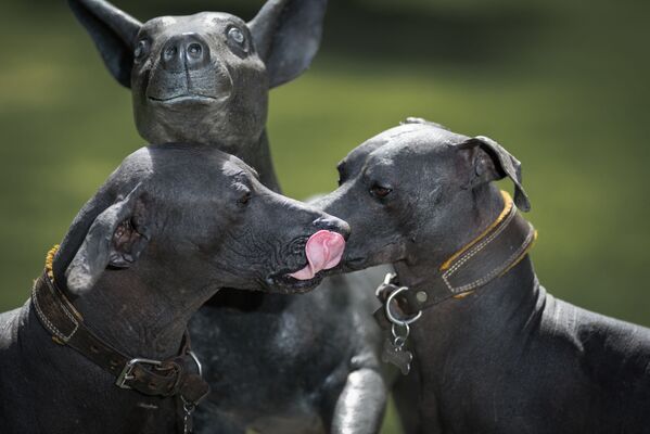 Ксолоитцкуинтли (древние мексиканские лысые собаки) играют рядом со статуей Ксолоитцкуинтли в саду музея Долорес Ольмедо в Мехико. - Sputnik Молдова