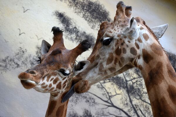 Трехмесячный детеныш жирафа из Нигера по кличке Кано и его мать Диони в зоопарке в Ла-Флеше на северо-западе Франции. - Sputnik Молдова