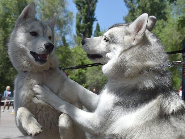 Две собаки породы хаски играют во время выставки собак в Бишкеке. - Sputnik Молдова