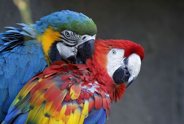 Пара попугаев ара в зоопарке Ле Корнель в Вальбрембо, недалеко от Милана, Италия. - Sputnik Молдова