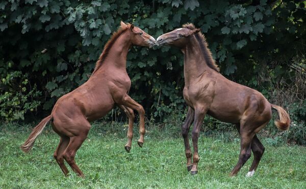 Лошади играют в поле в Помпадуре, на юго-западе Франции. - Sputnik Молдова