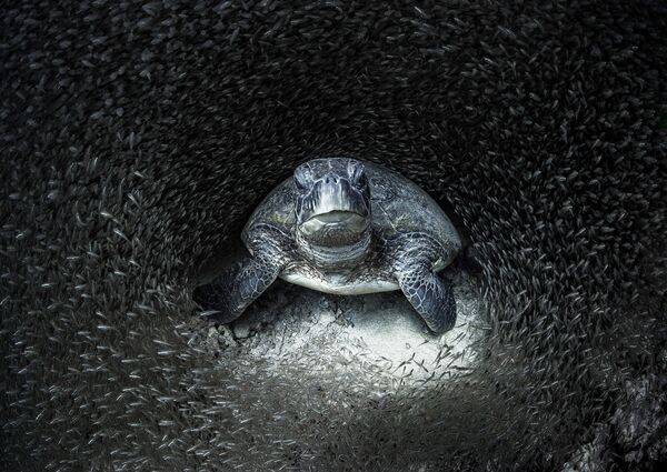 Зеленая черепаха в окружении стеклянной рыбы. Фотограф Эйми Джан. Риф Нингалу, Западная Австралия. - Sputnik Молдова