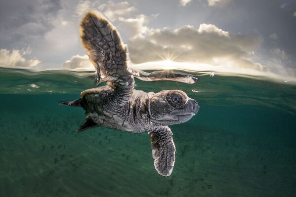&quot;Эта черепаха впервые поплыла&quot;, - говорит фотограф Мэтти Смит. Остров Лиссенунг, Папуа-Новая Гвинея. - Sputnik Молдова