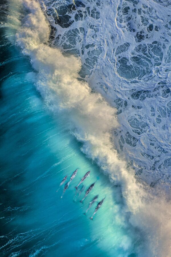 Стая дельфинов ловит волну. Мыс Натуралист, Западная Австралия. - Sputnik Молдова