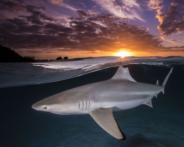Одинокая черноперая рифовая акула на фоне заходящего солнца в Муреа, Французская Полинезия. Фотограф Рене Капоццола. - Sputnik Молдова