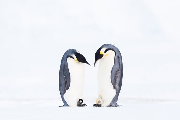 Спаривание двух императорских пингвинов. - Sputnik Молдова
