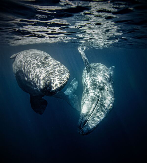 Два серых кита. Нижняя Калифорния, Мексика. - Sputnik Молдова