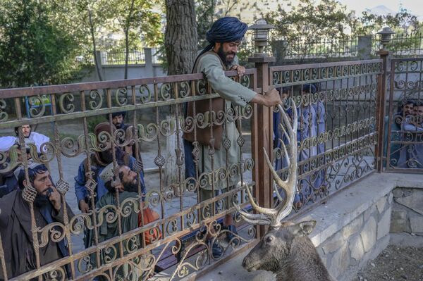 Un luptător taliban atinge un cerb în incinta sa de la grădina zoologică din Kabul pe 17 septembrie 2021. - Sputnik Moldova-România