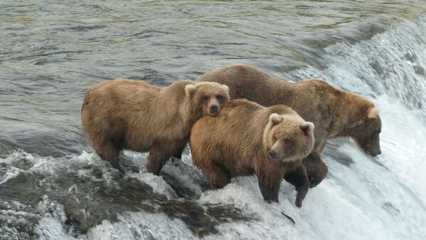Puiul de urs brun stau în râu  înainte de hibernare la Katmai National Park and Preserve din Alaska, SUA 5 septembrie 2021. Imagine făcută 5 septembrie 2021. - Sputnik Moldova-România