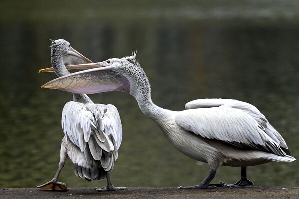 Un pelican intenționează să zboare de pe lac artificial din Colombo - Sputnik Moldova