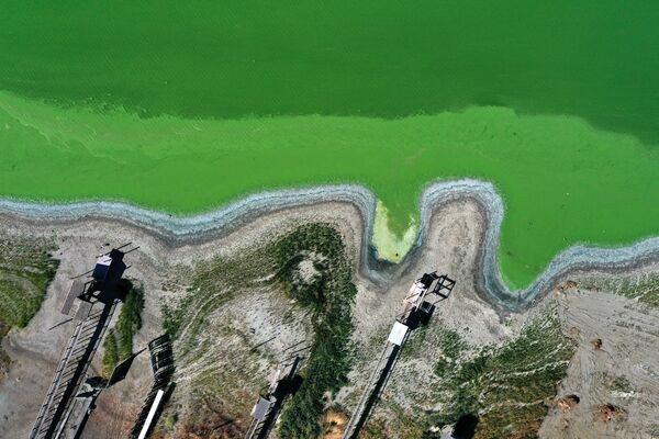  Într-o vedere aeriană, înfloririle de cianobacterii, numite și alge albastru-verzi, transformă apa în verde în Clear Lake la Redbud Park pe 26 septembrie 2021 în Clearlake, California. Locuitorii și vizitatorii din Clear Lake, al doilea cel mai mare lac de apă dulce din California, sunt îndemnați să fie prudenți atunci când vizitează lacul, după ce oficialii au descoperit niveluri ridicate de cianotoxine periculoase din alge. Aproape 300 de locuitori trag apă direct din lac și li se spune să evite utilizarea, chiar și cu fierbere, deoarece acest lucru nu va ucide bacteriile. - Sputnik Moldova-România