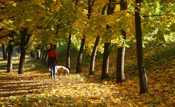 O tânără se plimbă cu câinele într-o zi de toamnă în scuarul de pe bulevardul Leninski din Moscova - Sputnik Moldova-România