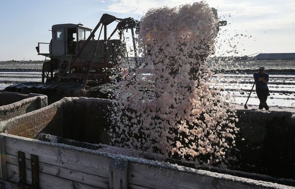 Extragerea de sare roz de către angajații întreprinderii de producere a sării din Crimeea pe lacul Sasyk-Sivash lângă Evpatoria. Colectarea sării începe la mijlocul lunii septembrie, când, sub influența unuia dintre microorganismele conținute în saramura lacului, sarea devine roz. - Sputnik Moldova-România