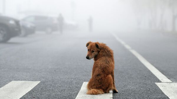 Câine, ceață - Sputnik Moldova