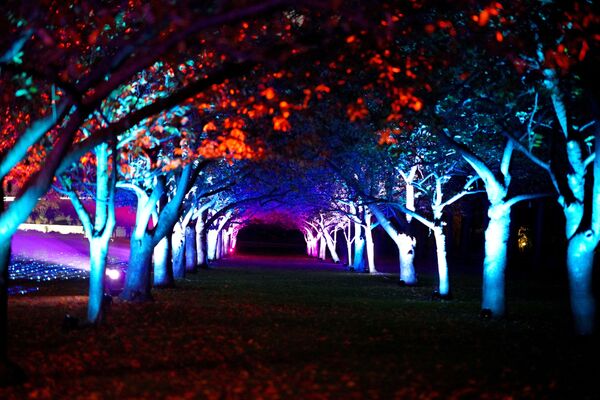O vedere a expoziției Lightscape, cu peste un milion de lumini, la Grădina Botanică din Brooklyn - Sputnik Moldova