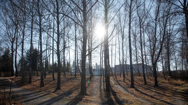 Солнце светит через деревья - Sputnik Молдова