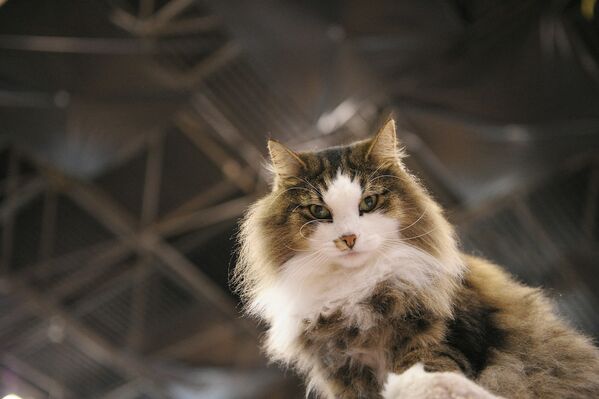 Кот породы норвежская лесная на выставке в Нью-Йорке. - Sputnik Молдова