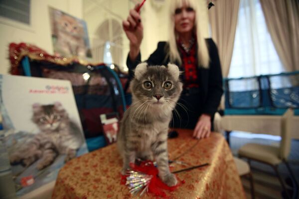 Кошка породы американский керл в Нью-Йорке. - Sputnik Молдова