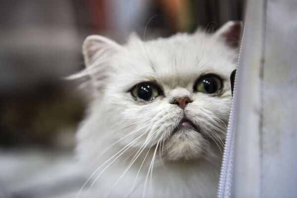 Кошка породы экзотическая короткошерстная на котошоу в Стамбуле. - Sputnik Молдова