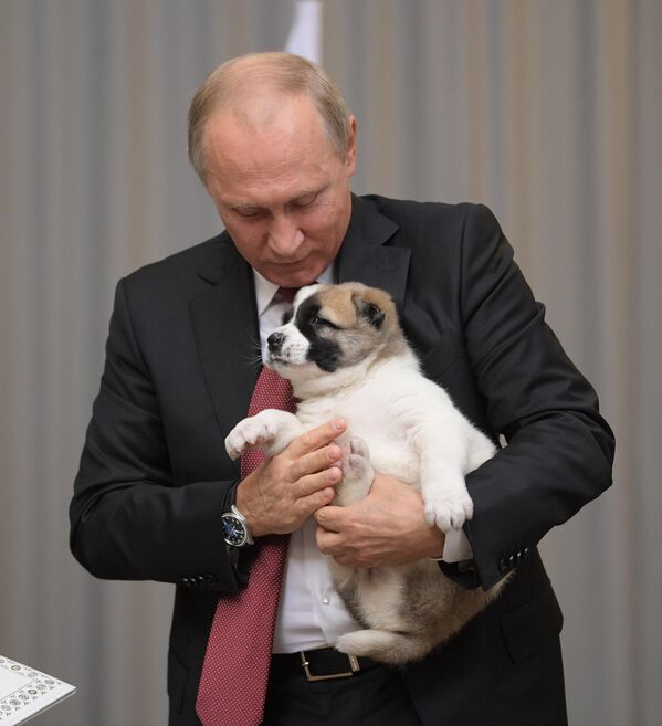 Президент РФ Владимир Путин получил в подарок щенка алабая. - Sputnik Молдова