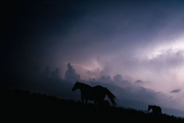 Лошади во время грозы в штате Луизиана. - Sputnik Молдова