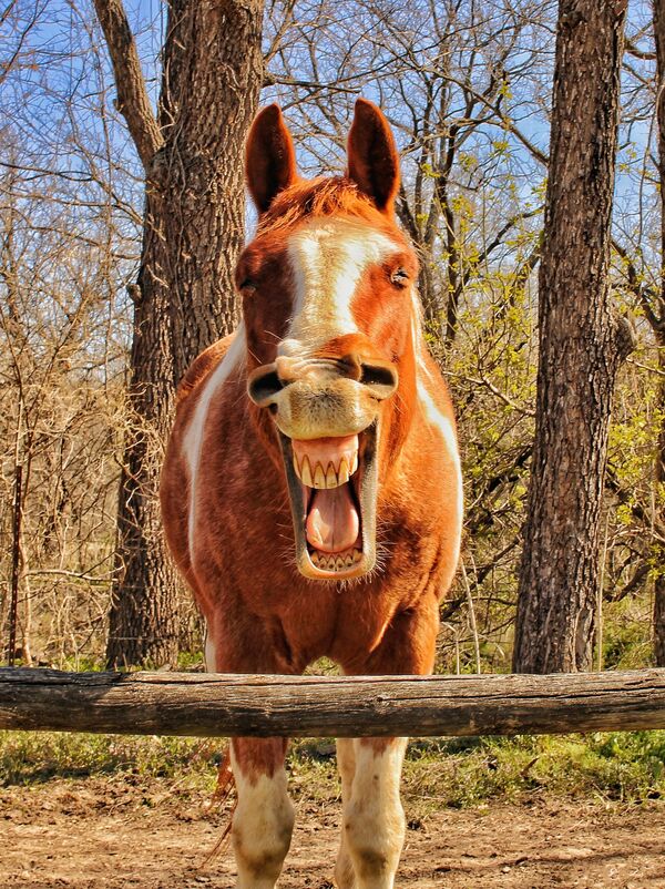 Веселый конь всегда позитивно здоровается со всеми желающими. - Sputnik Молдова