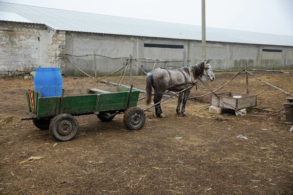 La ferma lui Pavel Prisăcaru munca este efectuată manual. Pentru viitor, crescătorul de oi își propune să modernizeze ferma, iar munca să fie realizată cu ajutorul utilajelor.  - Sputnik Moldova