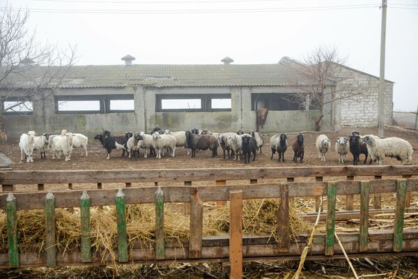 Potrivit lui Pavel Prisăcaru, în prezent, în Republica Moldova, ar fi nu mai mult de 250-300 de mii de capete de ovine și caprine. - Sputnik Moldova