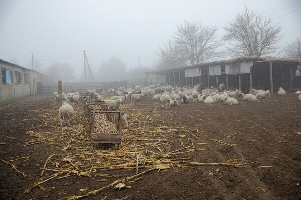 Acum are peste 200 de oi, dar au existat timpuri când în ferma sa creșteau aproape o mie de oi. - Sputnik Moldova