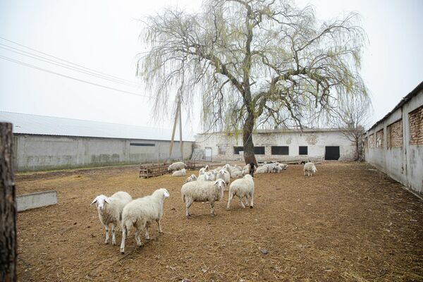 Fermierul pregătește aceste 40 de oi tinere pentru însămânțarea artificială pentru ca acestea să fete în luna mai.  - Sputnik Moldova