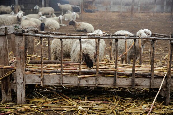 La fermă nu există o linie de producere. Laptele îl vinde la o fabrică de lapte din raion, mieii îi vinde mai mult prin piețe, iar lâna, în cele mai dese cazuri este aruncată.  - Sputnik Moldova