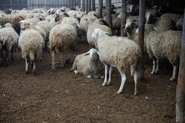 Pentru crescătorii de ovine și caprine, statul oferă subvenții în valoare de 500 de lei per cap de animal.  - Sputnik Moldova