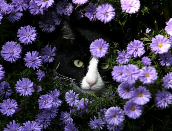 Мордочка кота среди цветов. - Sputnik Молдова